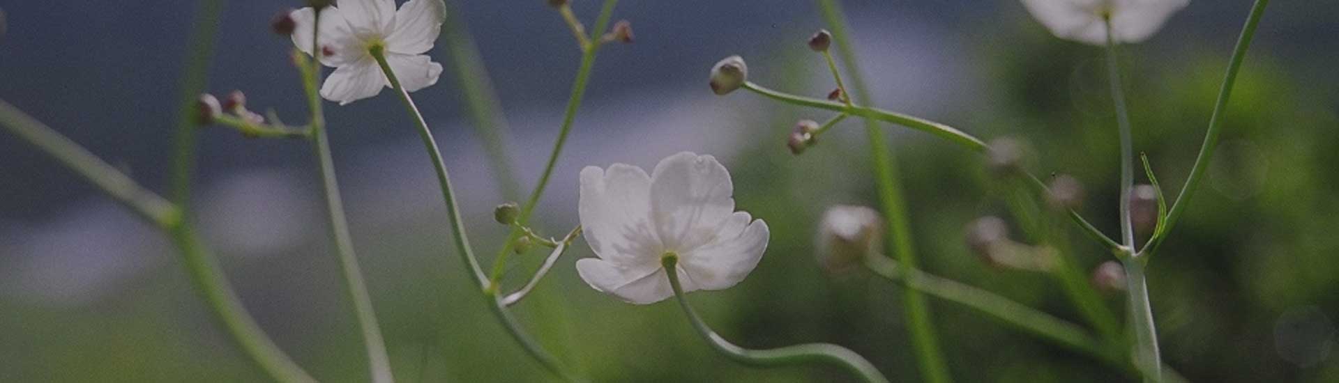 Slajd-3